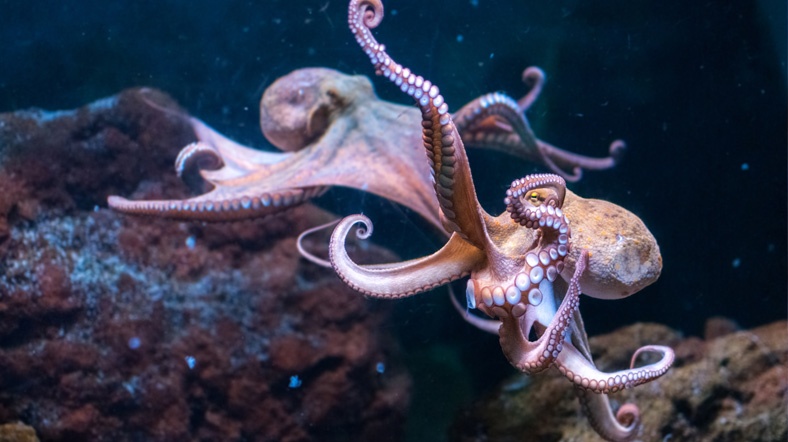 octopus_main_shutterstock